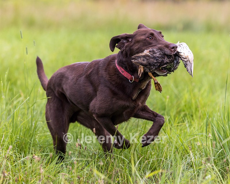 Izzie