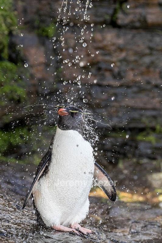 Rockhopper Penguin, Saunders Island, The Falklands