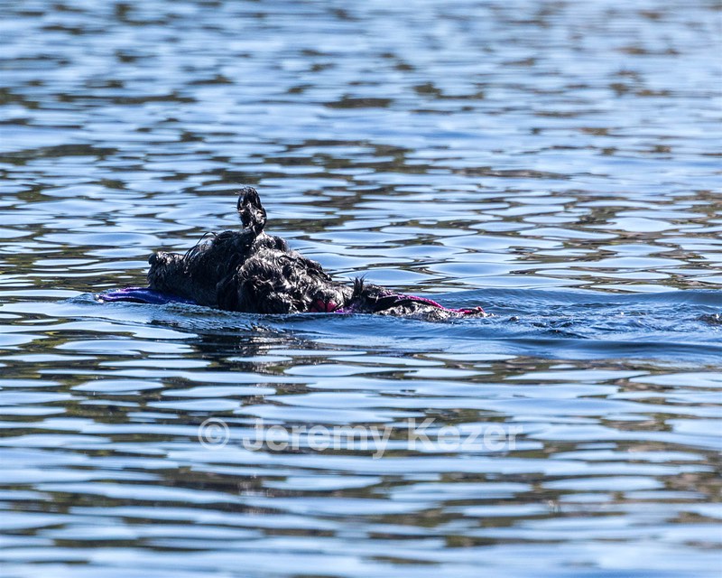 Winnie Lattrell