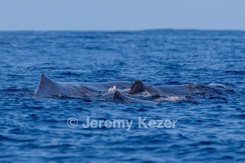 Sperm Whale