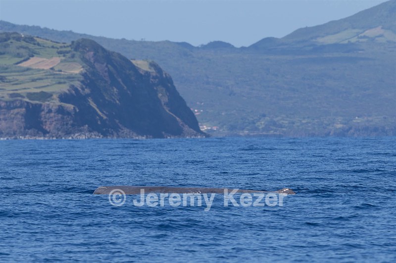 Sperm Whale