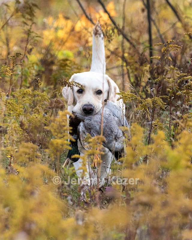 Grampian Happily Ever After RN JH CC WC (Henry)