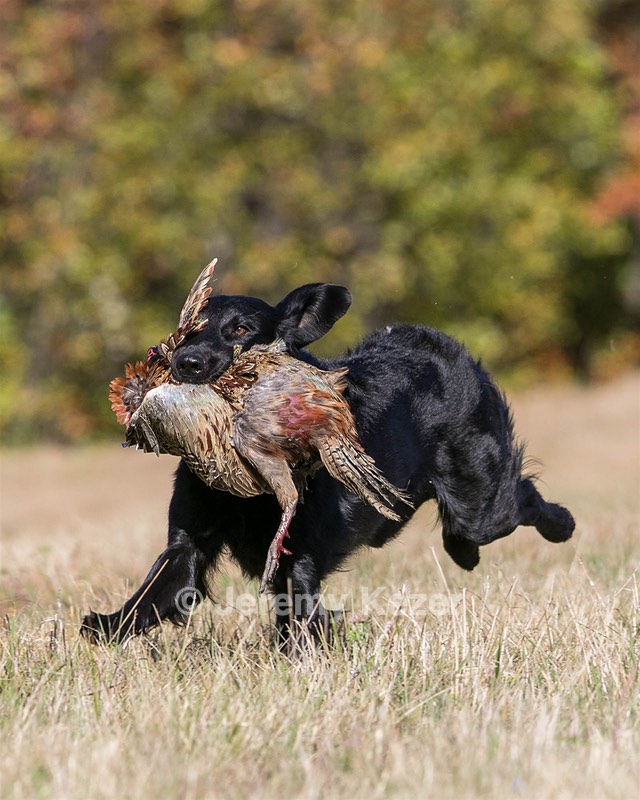 Hunter