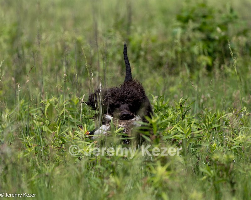 Ghillie Kezer