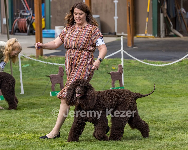 11 - GCH CH BREKKON'S FIRST MARK BN RN CGC TKN (Hunny)