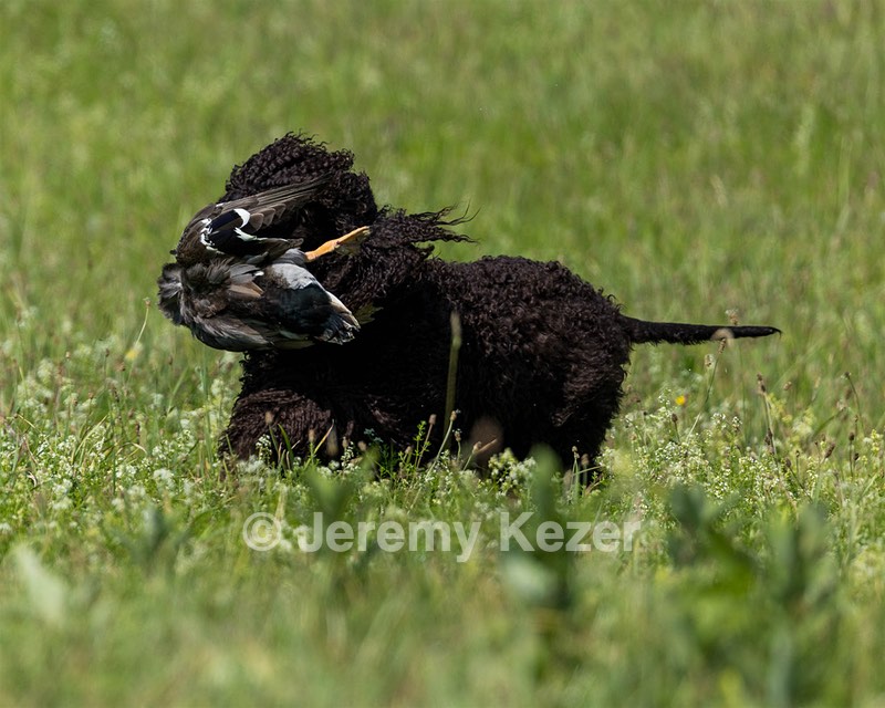 Arrow Kezer