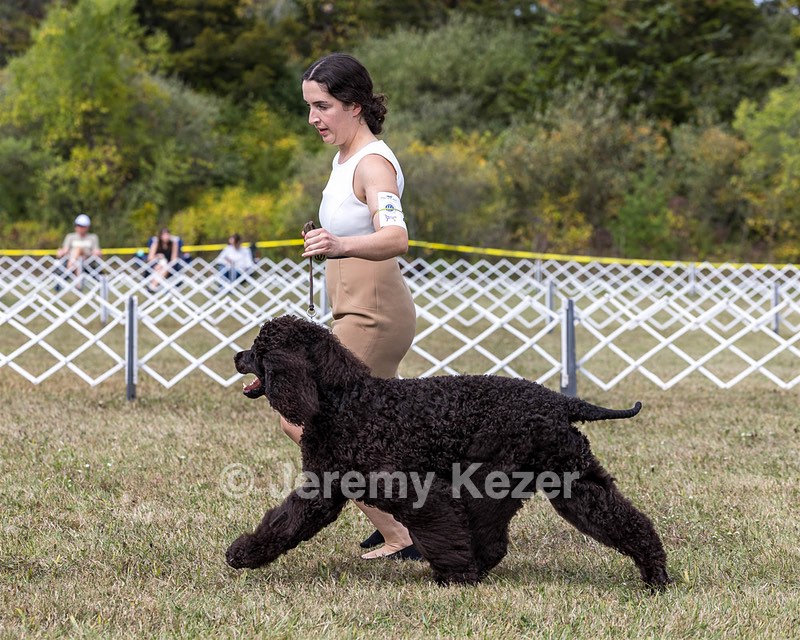 20 - Poole's Ide The More The Merrier RN DN CGC (Hattie)