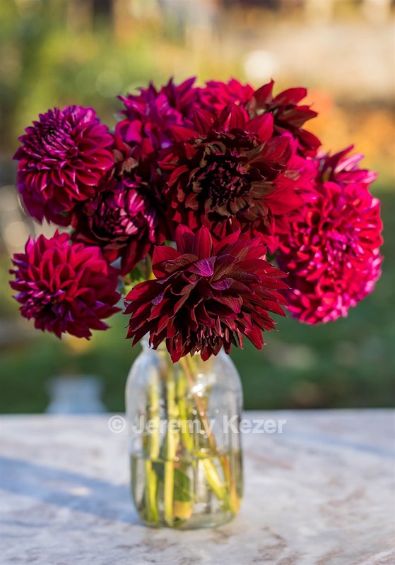 Dahlias, Massachusetts