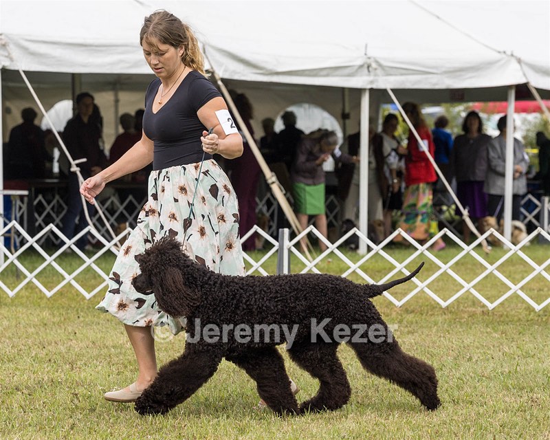 24 - POOLE'S IDE MODERN LOVE CGC (Remi)