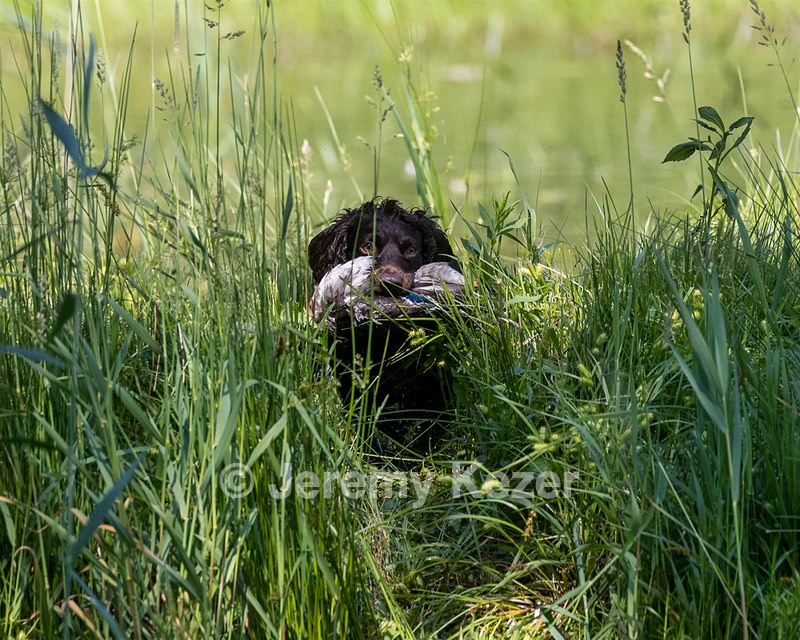 BEAR Krackow