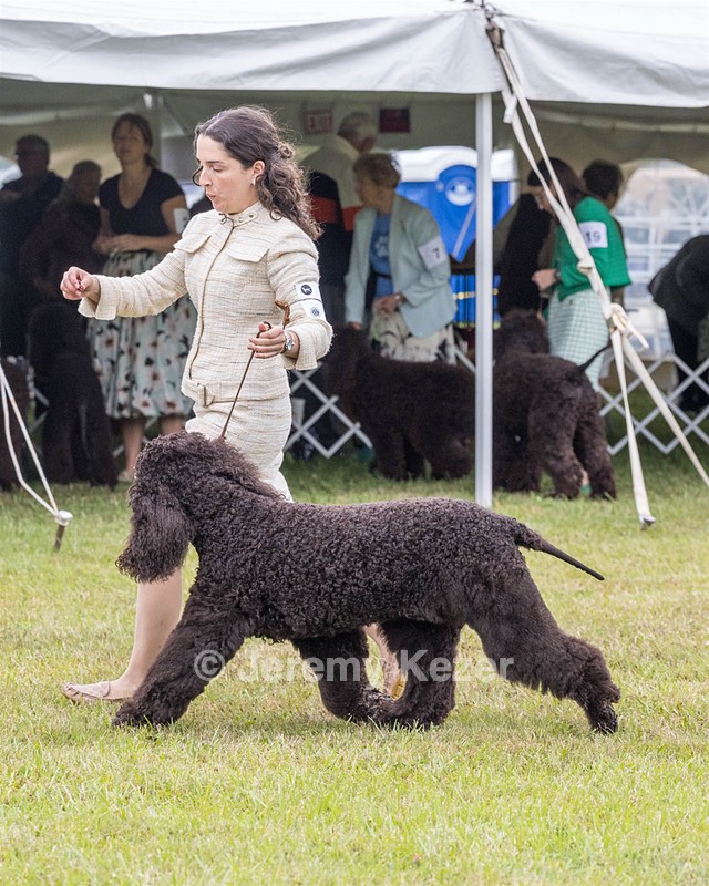 20 - GCHS CH POOLE'S IDE SAY NO MORE OHS CD RE JH DS (Simone)