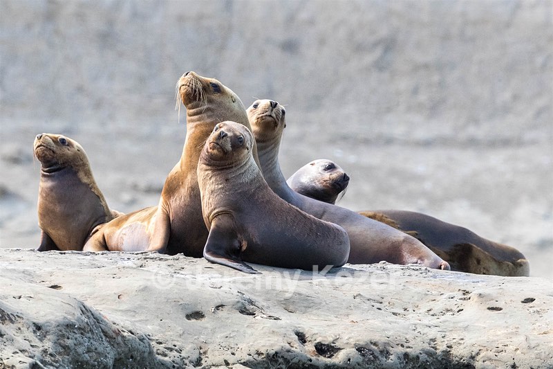 Southern Sea Lions, Peninsula Valdes, Argentina