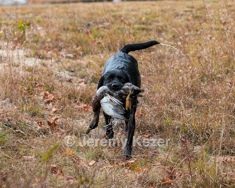 Glenforest's Pique Dame JH (Chloe)