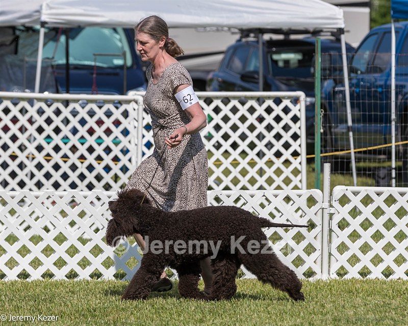 62 - GCH CH Chantico's Dark And Stormy BN RN (Kiera)