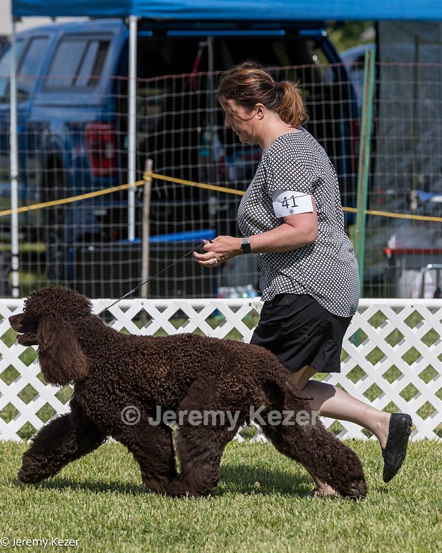 41 - GCH CH Brekkon's First Mark BN RN CGC TKN