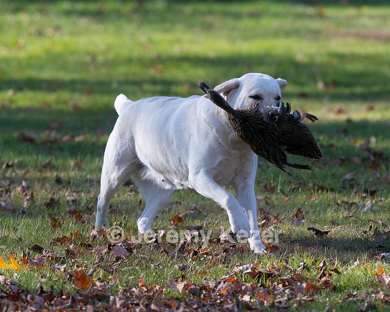 Taffy