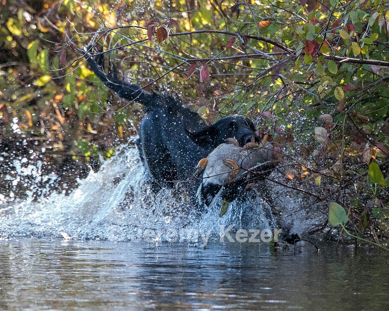 Hunter