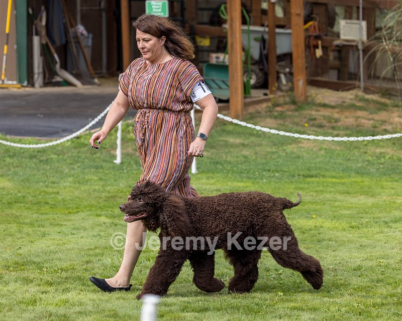 11 - GCH CH BREKKON'S FIRST MARK BN RN CGC TKN (Hunny)