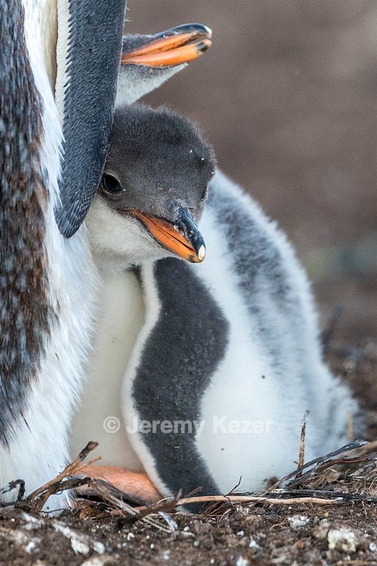 Gentoo Penguin, Sea Lion Island, The Falklands