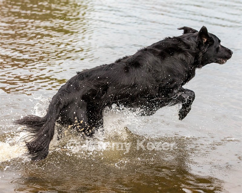 Ripple