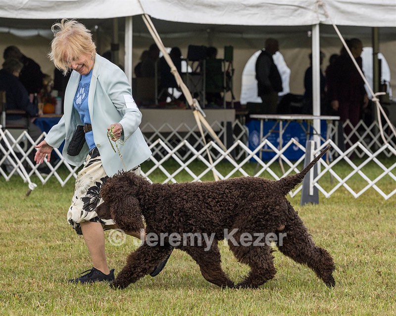 07 - GCH CH CASTLEHILL'S RAMBLIN' RAFAEL O'CRISPIN BN (Rafi)