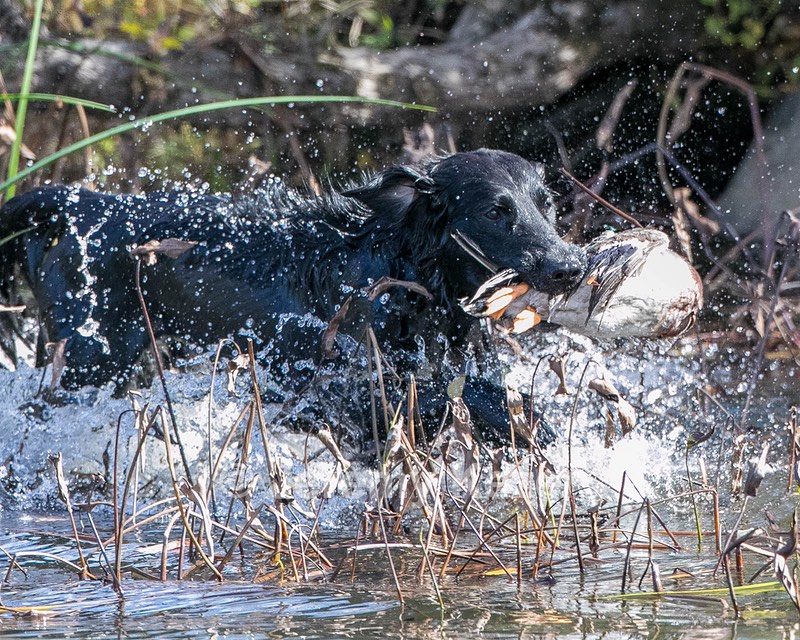 Splash