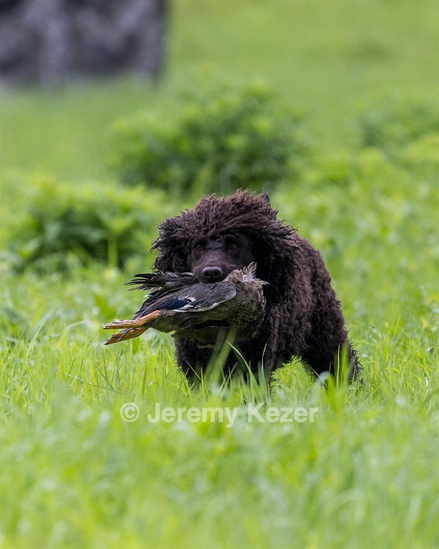 Ghillie Kezer