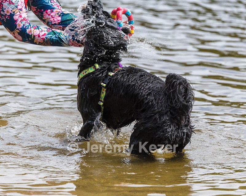 Dottie Notestine