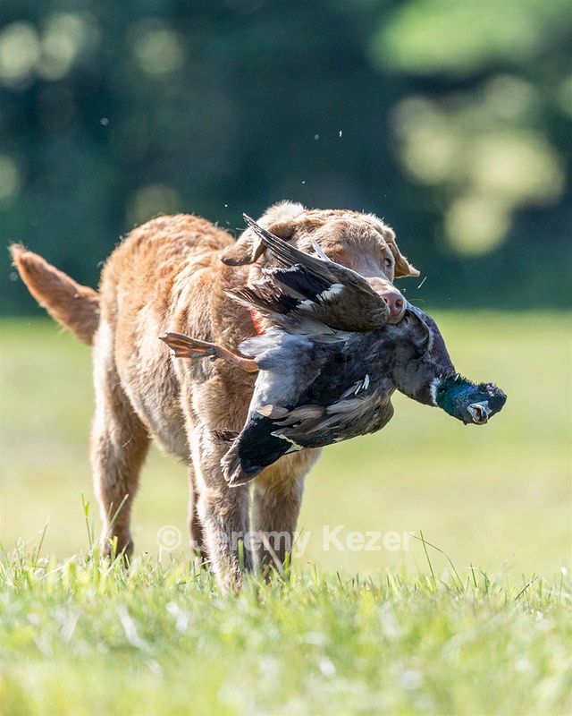 Poacher Bellanceau
