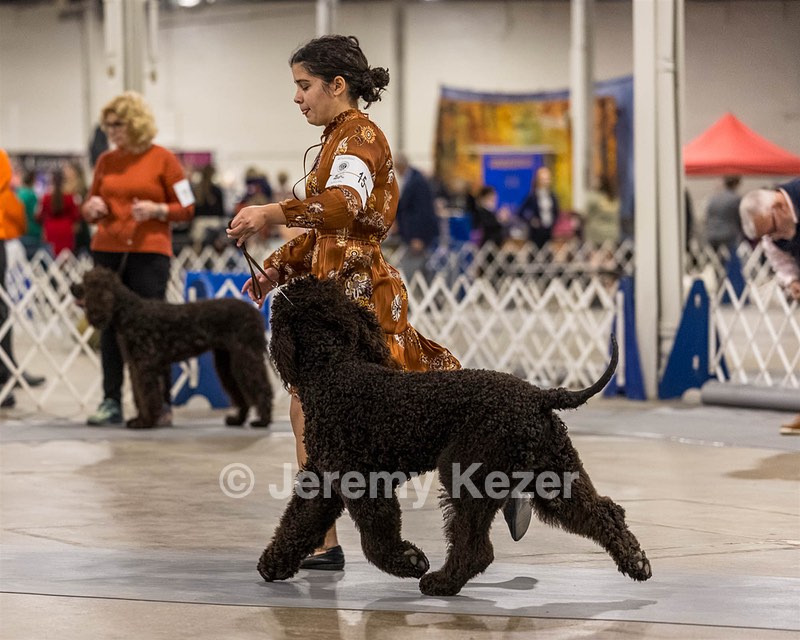 15 - CH POOLE'S IDE DARK KNIGHT (Oscar)