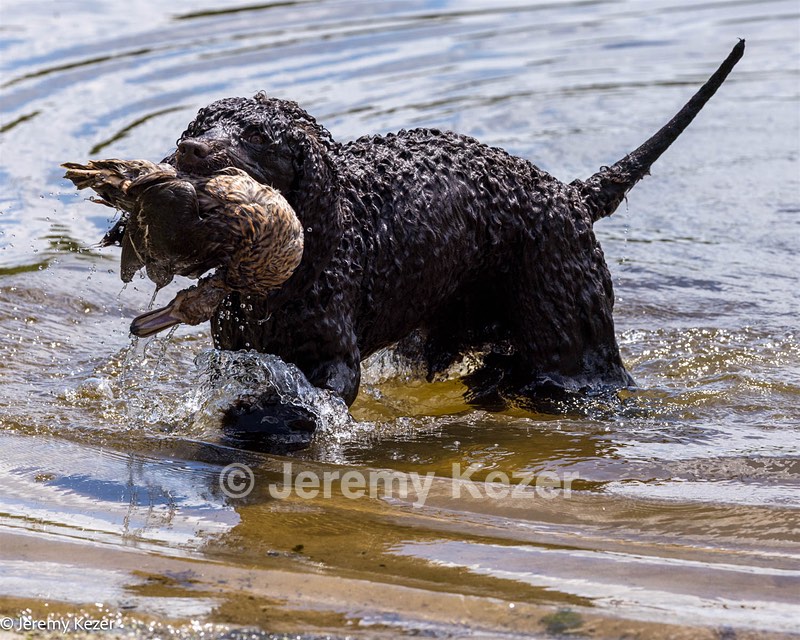 Ghillie