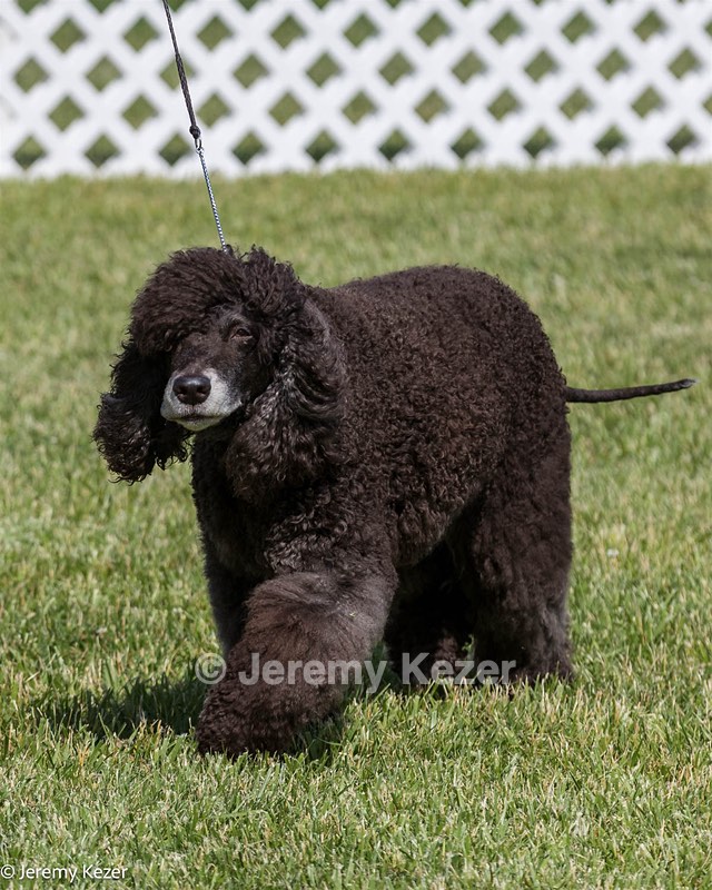 64 - CH Navarone's Absolutely Fabulous RN CGC (Edwina)