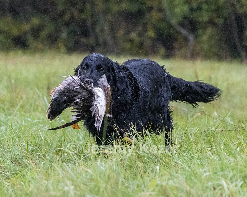 Gunner