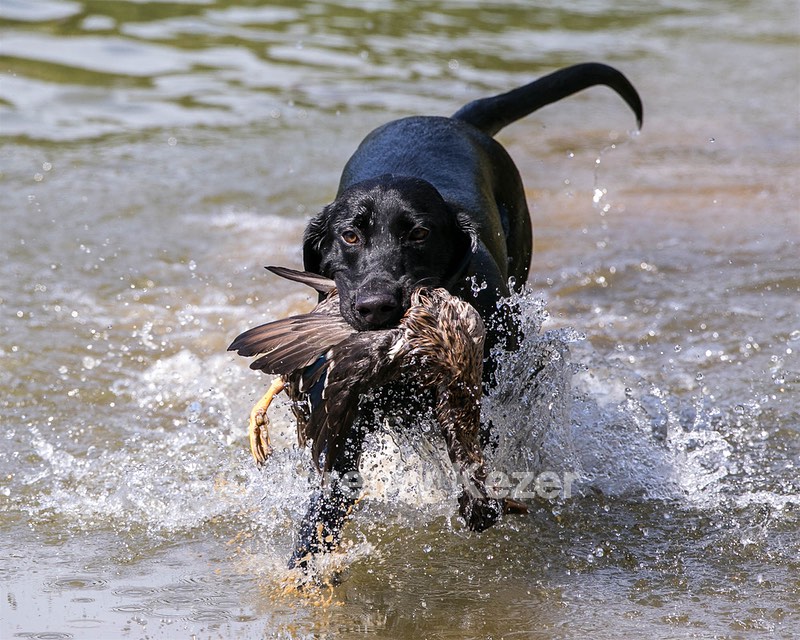 Beau