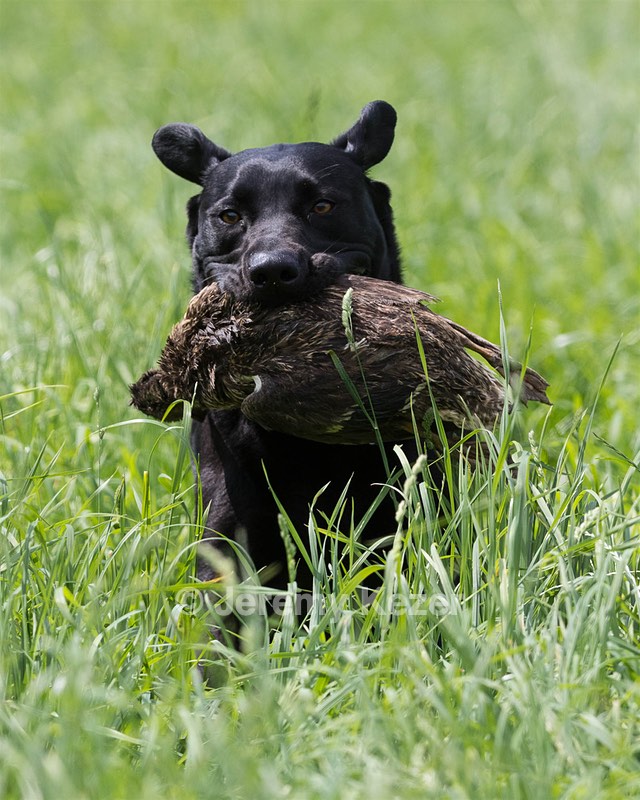 Bentley parchment