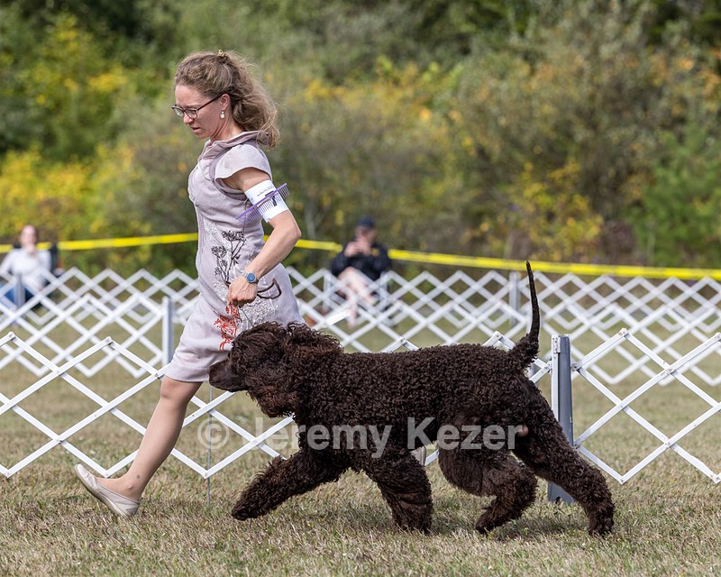 07 - GCH Castlehill's Ramblin' Rafael O'Crispin BN RA (Raffie)