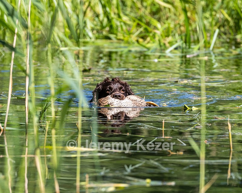 BEAR Krackow