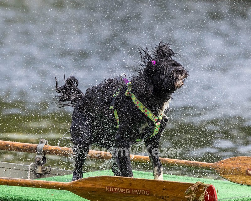 Dottie Notestine