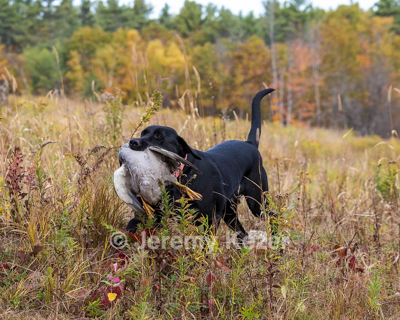 Iowa Pointing Labs Messinger's Kel (Kel)