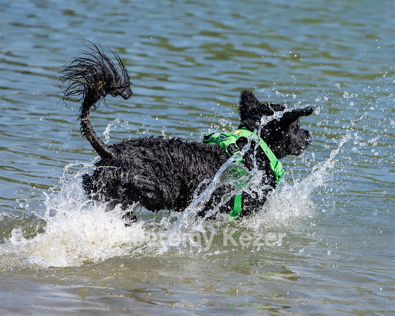 Ebony Fernandino
