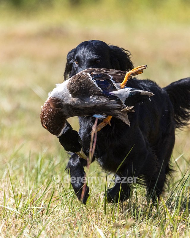 Dolly Partridge