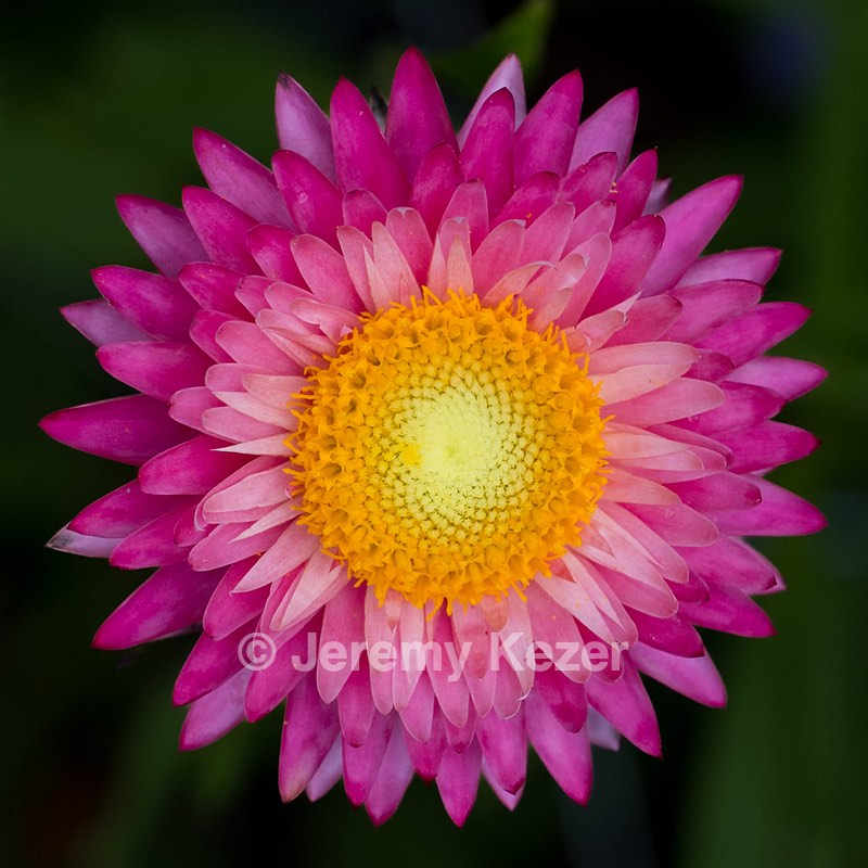 Strawflowers, Massachusetts