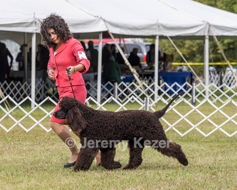 09 - GCH CH POOLE'S IDE DARK KNIGHT RN CGC TKN ATT (Oscar)