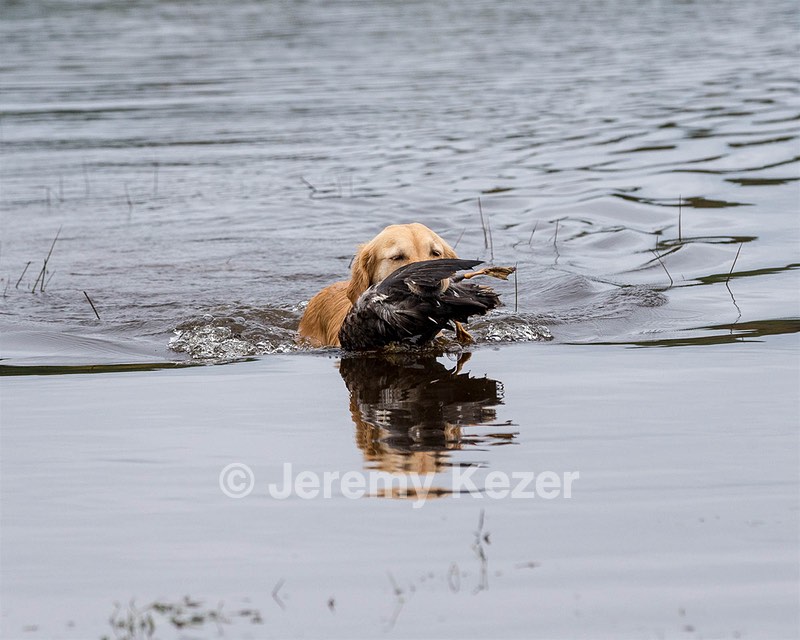 Sedge Houston