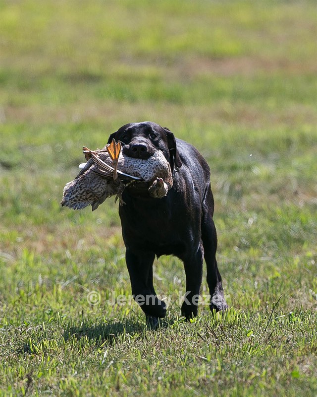 Moose Planty