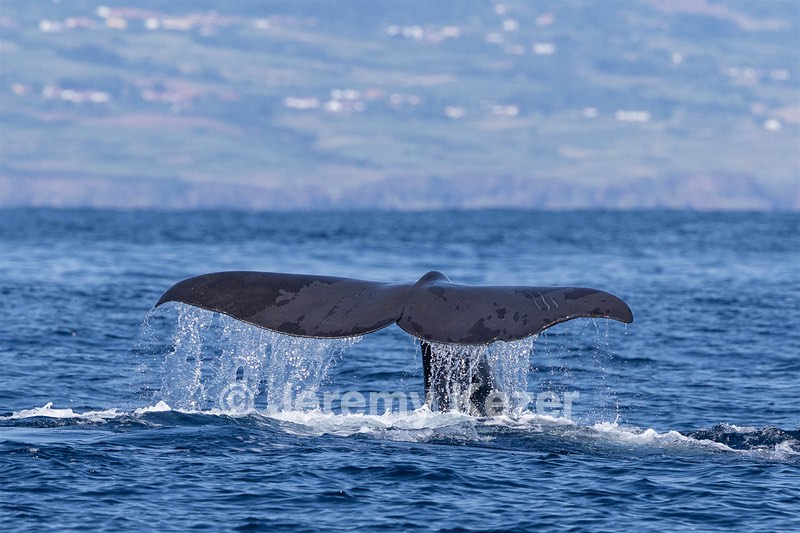 Sperm Whale