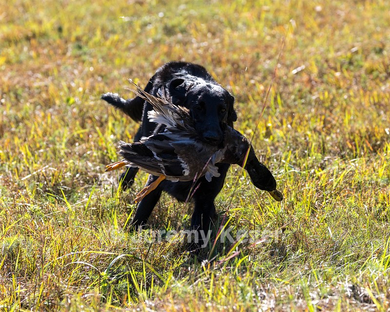 Test Dog