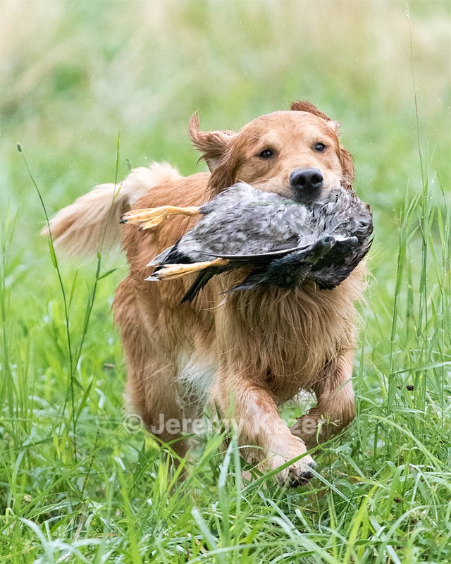 Hawk Worrest