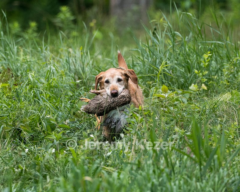 Pippin Moss