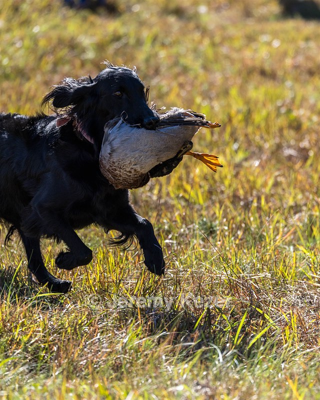 Dolly Partridge